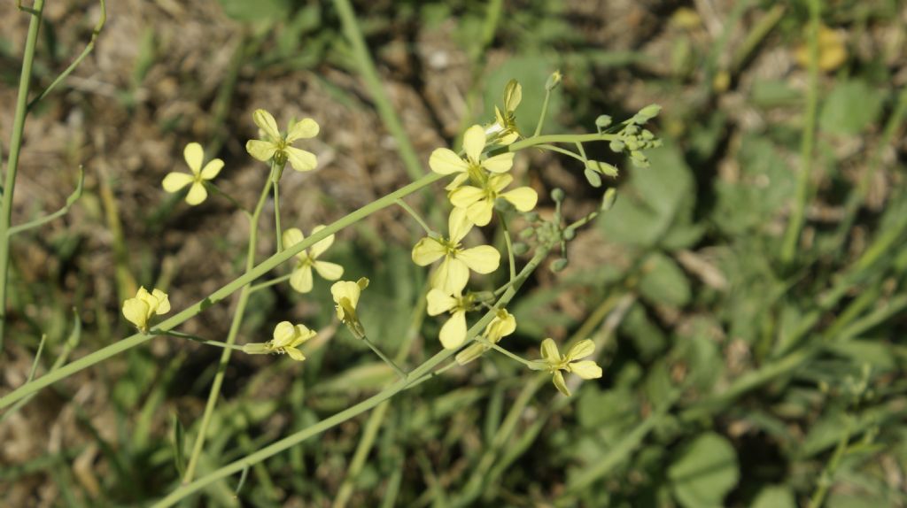 Raphanus raphanistrum subsp.landra